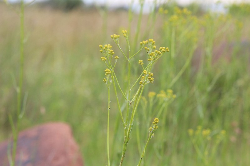 Senecio lydenburgensis