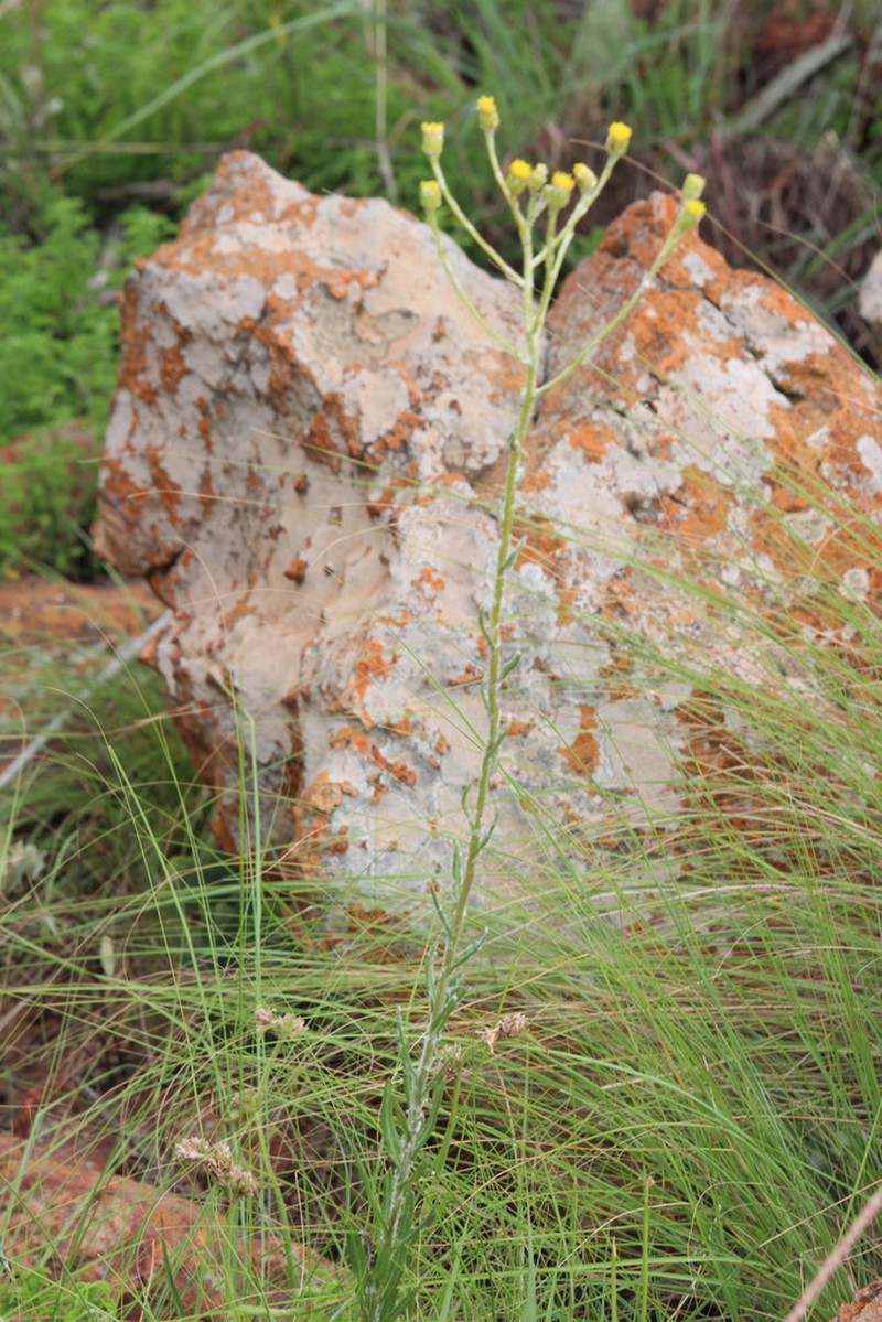 Senecio lydenburgensis photo 2