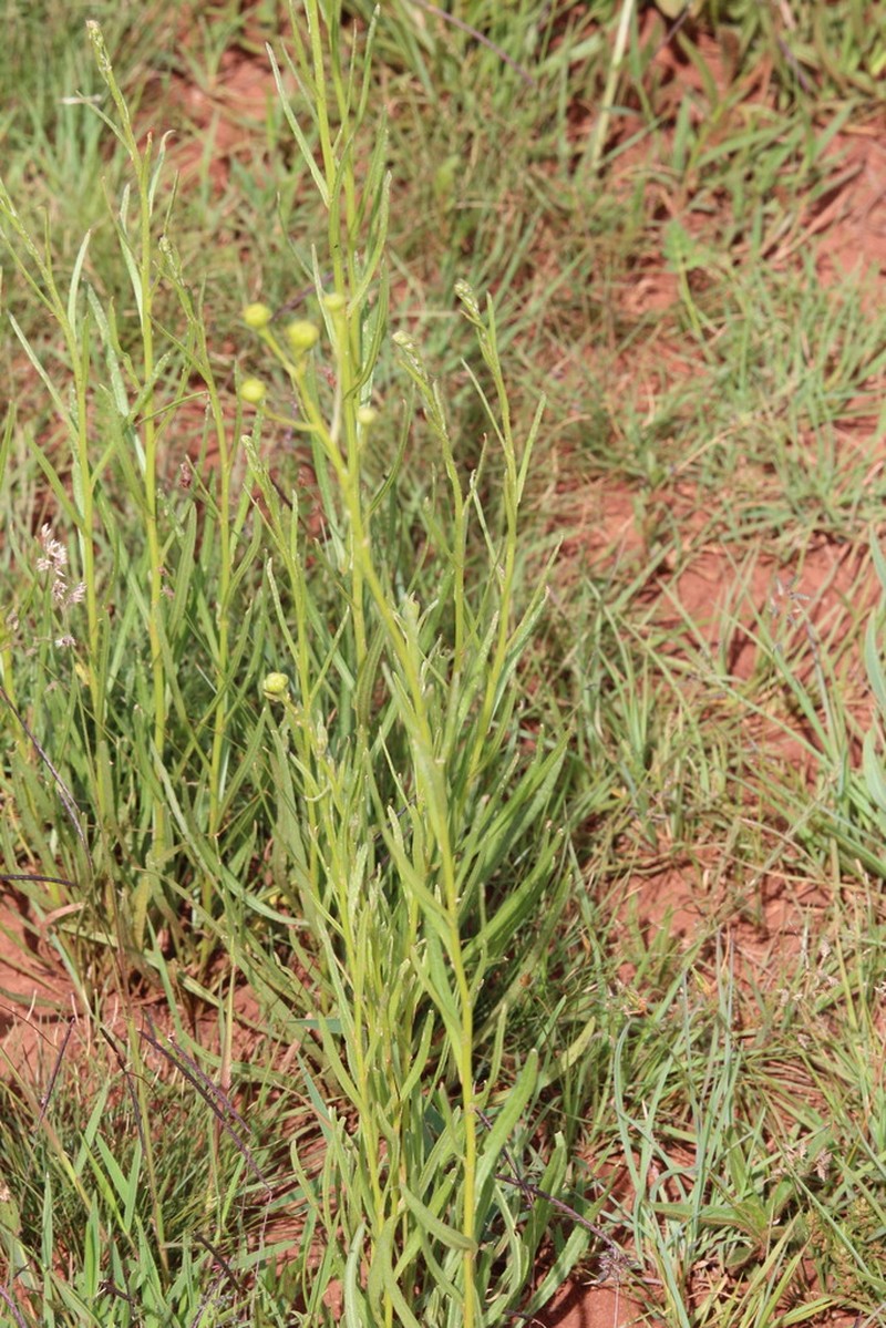 Senecio lydenburgensis photo 3