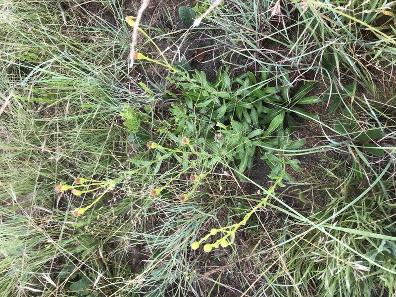 Senecio lydenburgensis photo 5