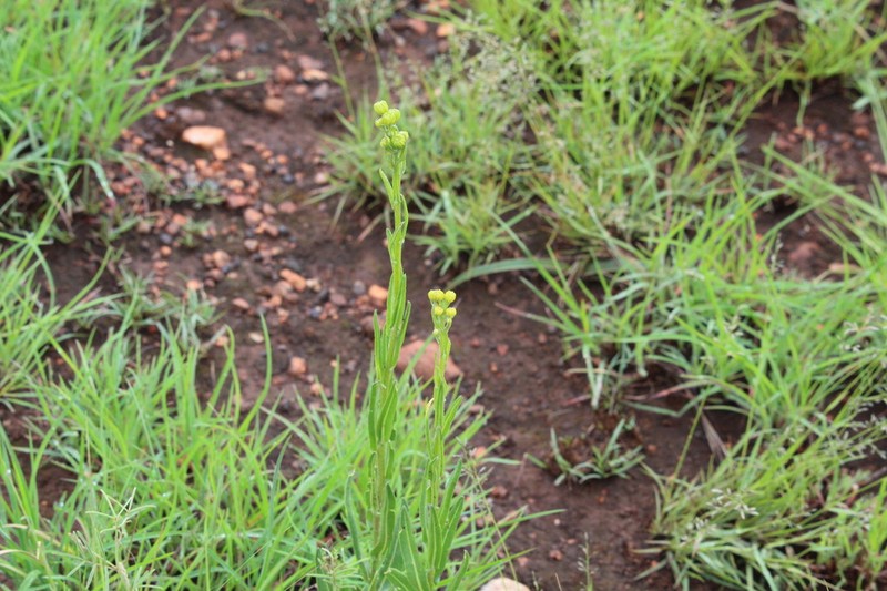 Senecio lydenburgensis photo 6