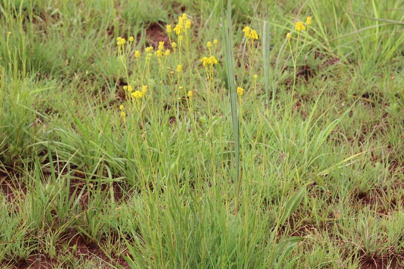 Senecio lydenburgensis photo 7