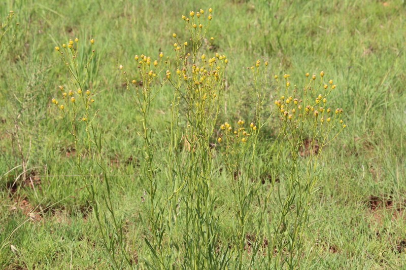 Senecio lydenburgensis photo 8
