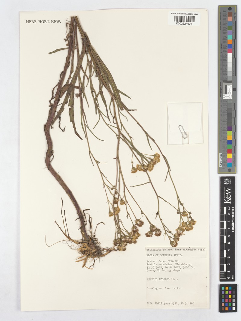 Senecio lygodes