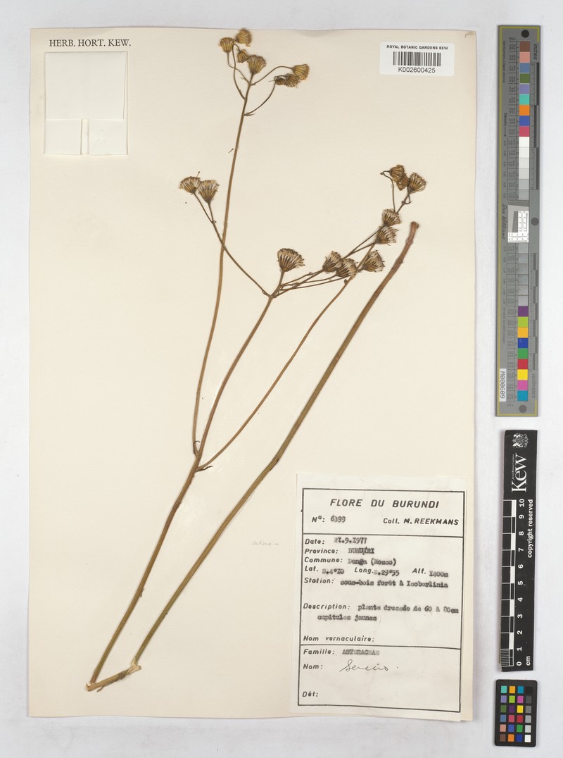 Senecio lygodes photo 2