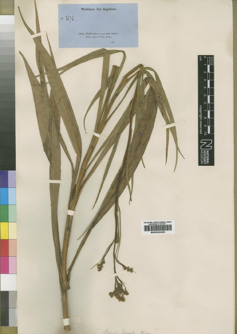 Senecio lygodes photo 3