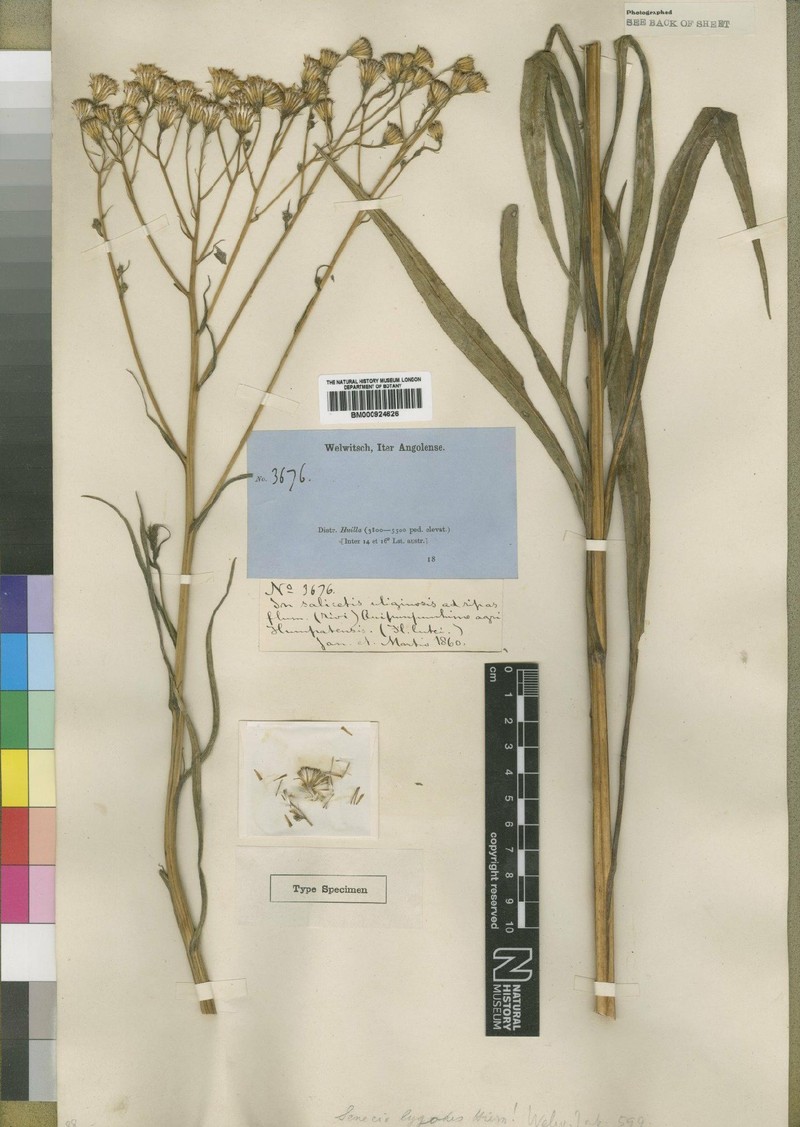 Senecio lygodes photo 4