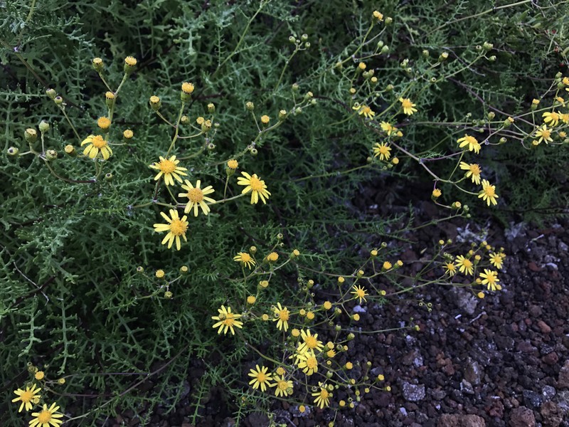 Island Senecio