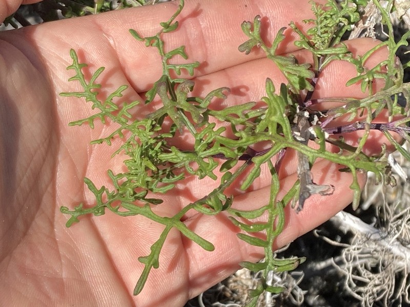 Island Senecio photo 2