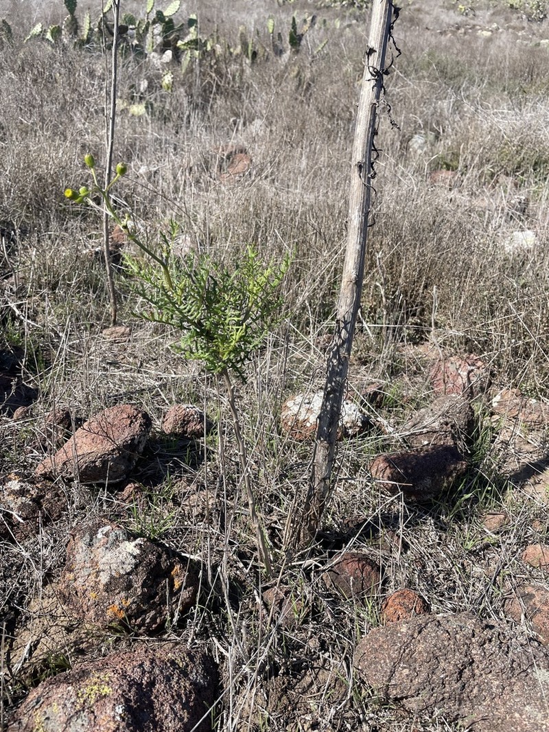 Island Senecio photo 3