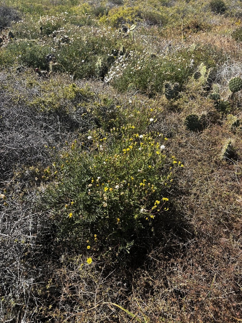 Island Senecio photo 4