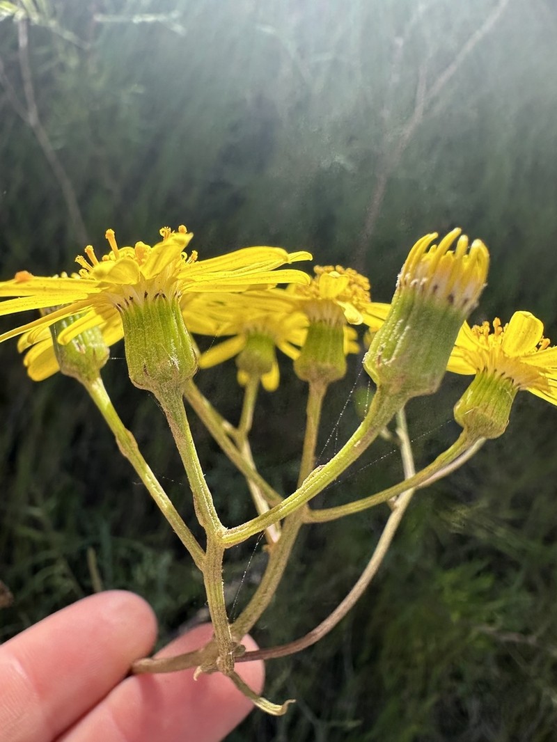 Island Senecio photo 5