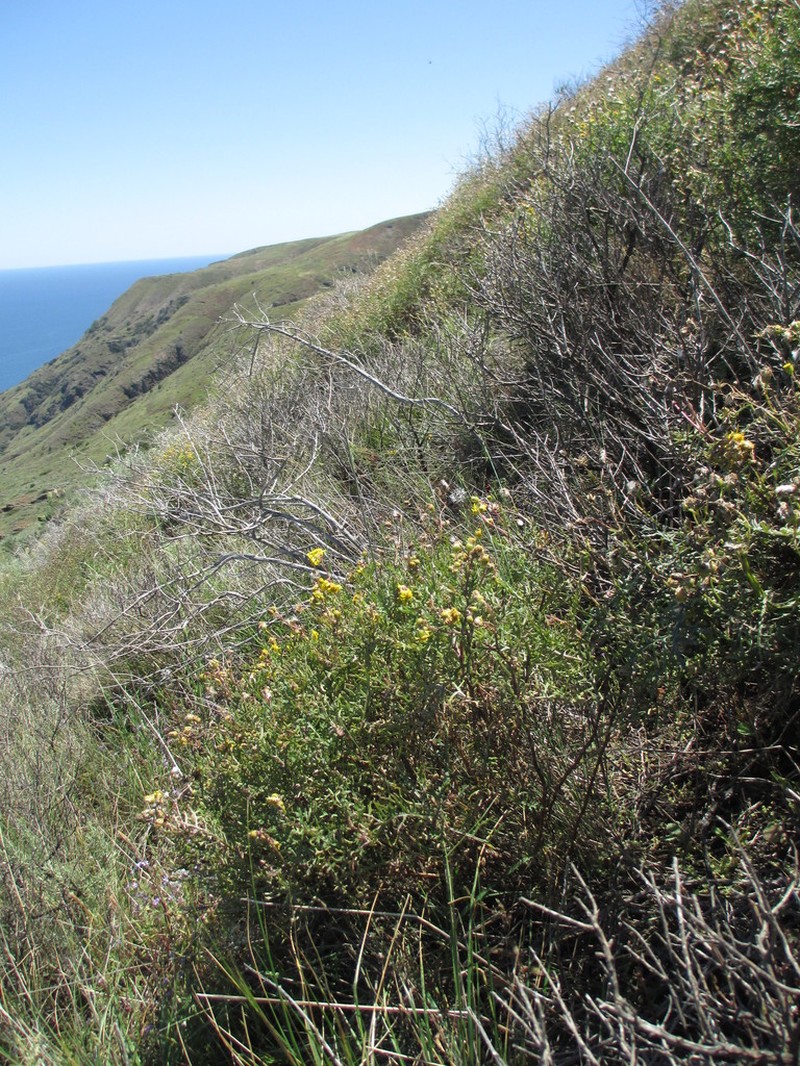 Island Senecio photo 6