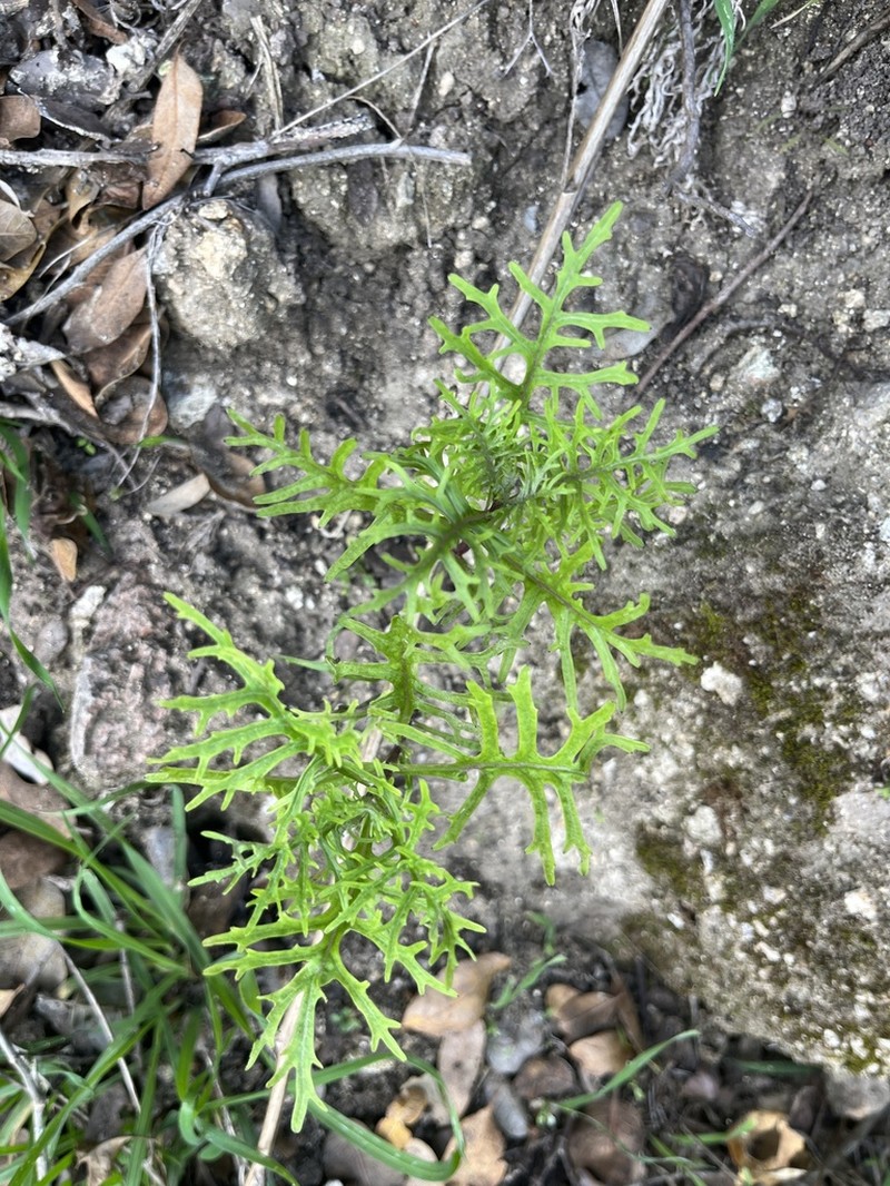 Island Senecio photo 7