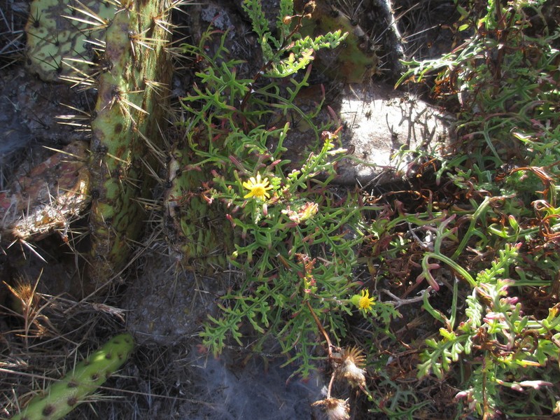 Island Senecio photo 8