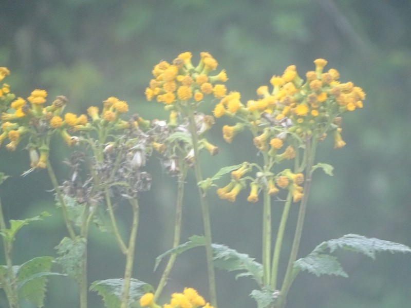 Senecio lyratus