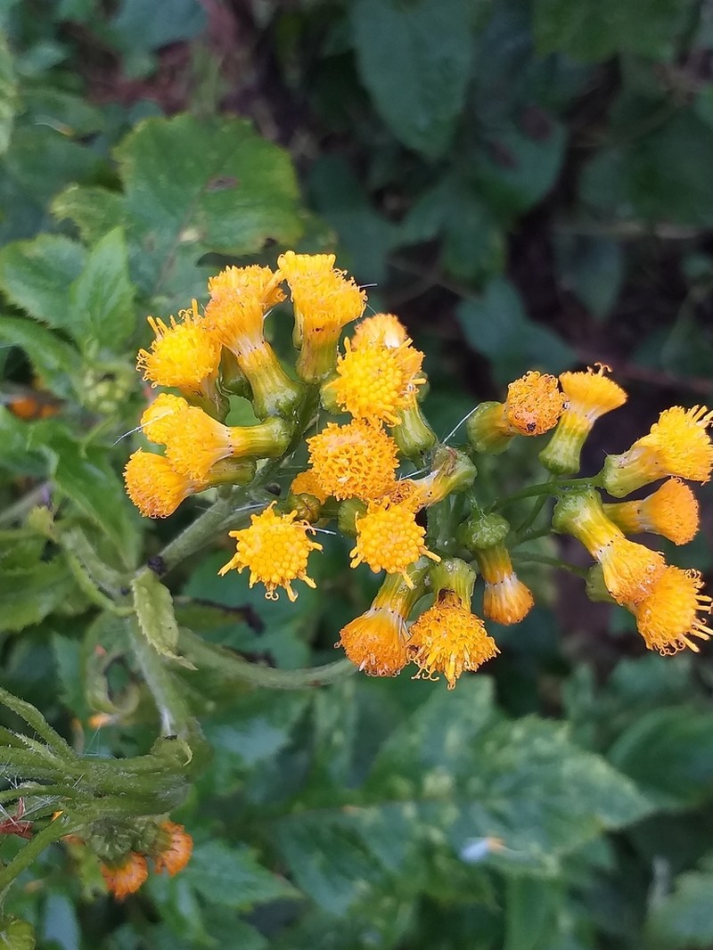 Senecio lyratus photo 2