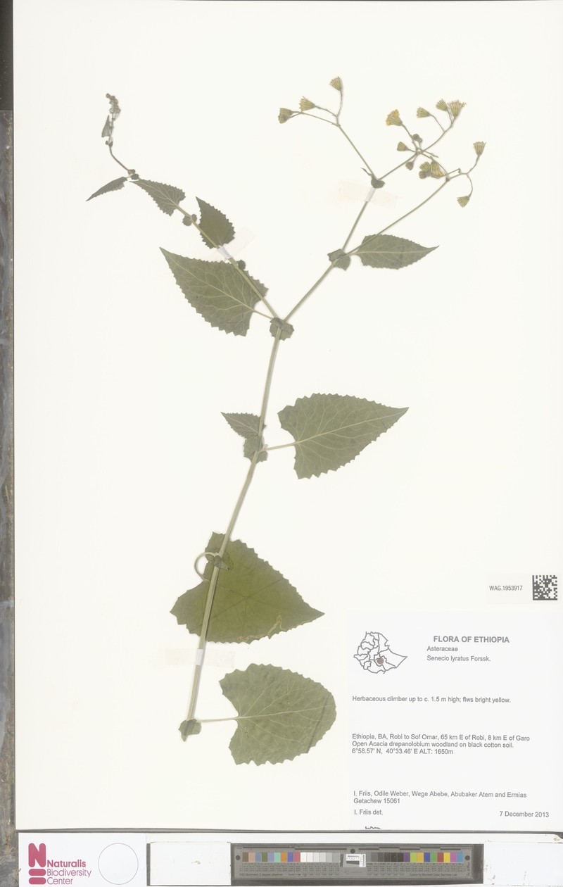Senecio lyratus photo 3