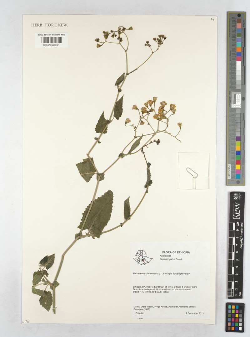Senecio lyratus photo 4