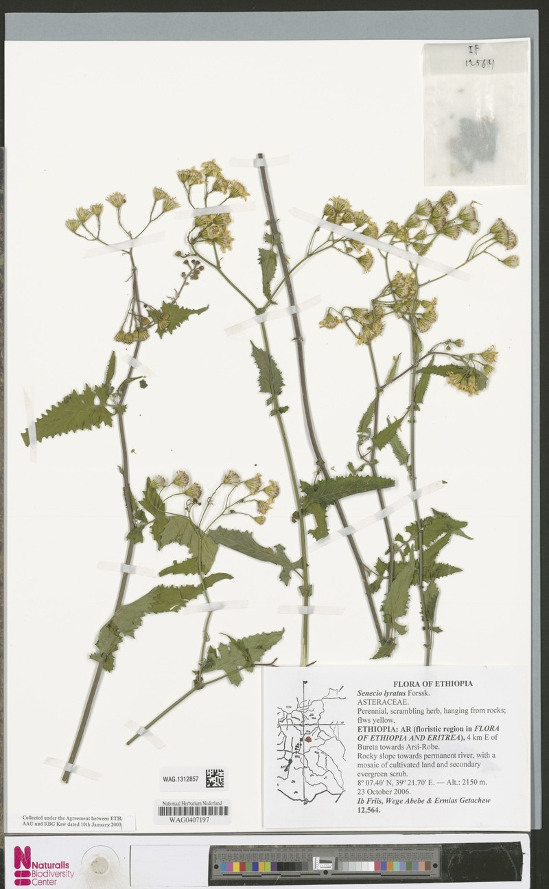 Senecio lyratus photo 5