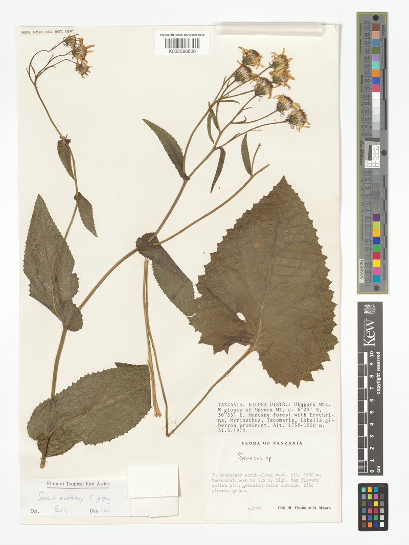 Senecio mabberleyi