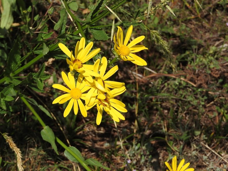 Senecio macedonicus