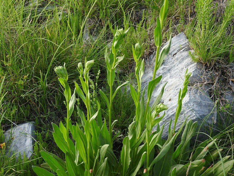 Senecio macedonicus photo 2