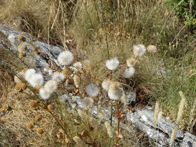 Senecio macedonicus photo 3