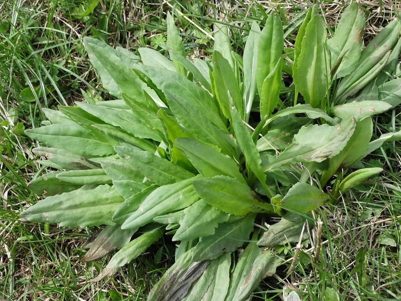 Senecio macedonicus photo 4