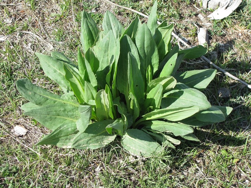 Senecio macedonicus photo 5