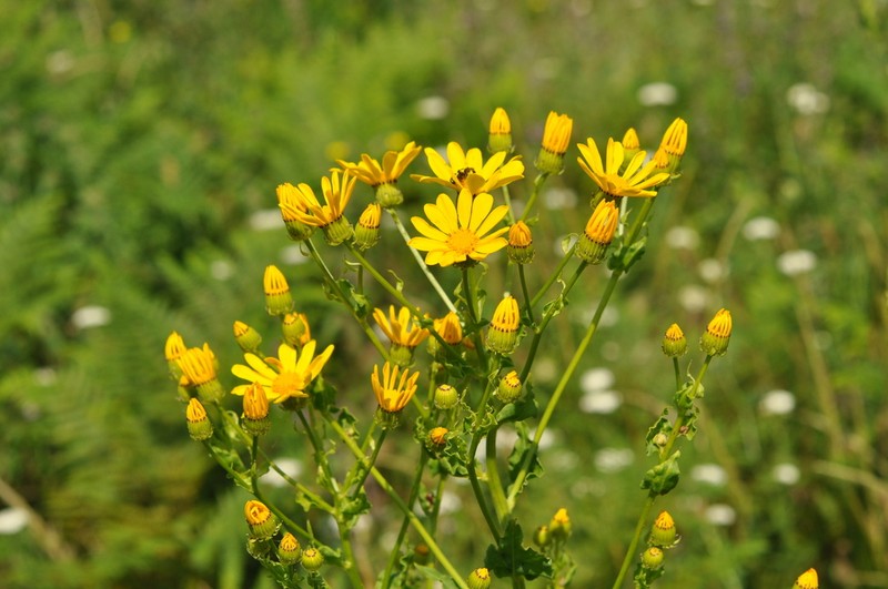 Senecio macedonicus photo 6