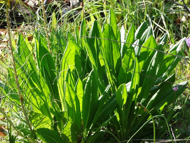 Senecio macedonicus photo 7