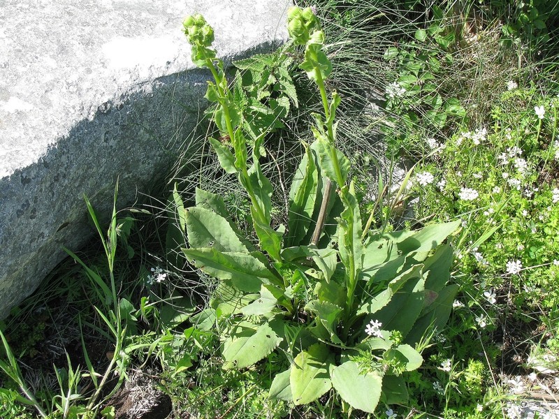 Senecio macedonicus photo 8