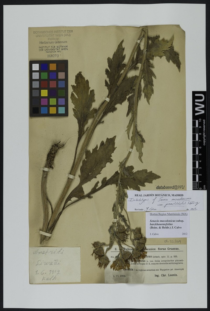 Senecio macedonicus subsp. barckhausiifolius