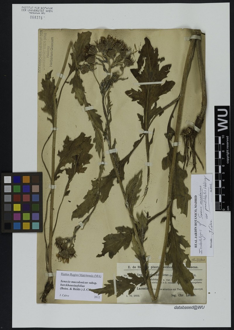 Senecio macedonicus subsp. barckhausiifolius photo 2