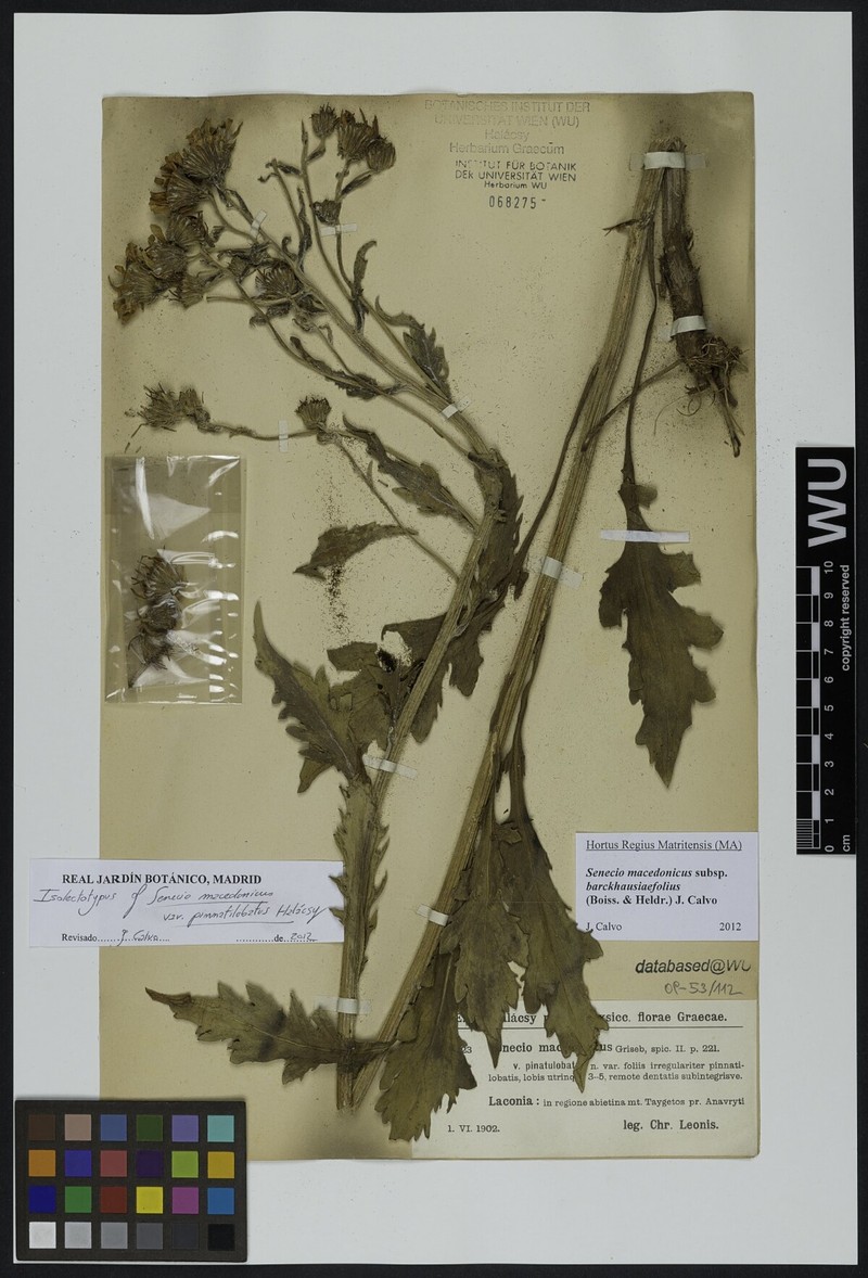Senecio macedonicus subsp. barckhausiifolius photo 3