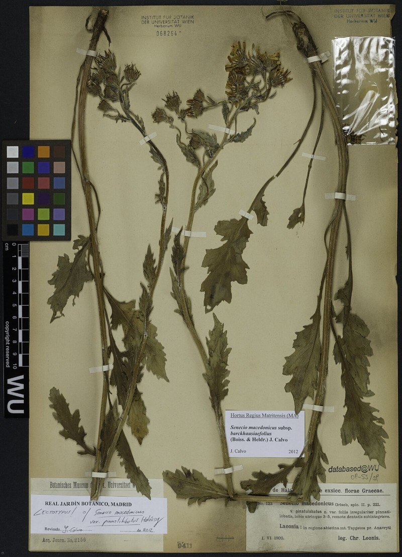 Senecio macedonicus subsp. barckhausiifolius photo 4