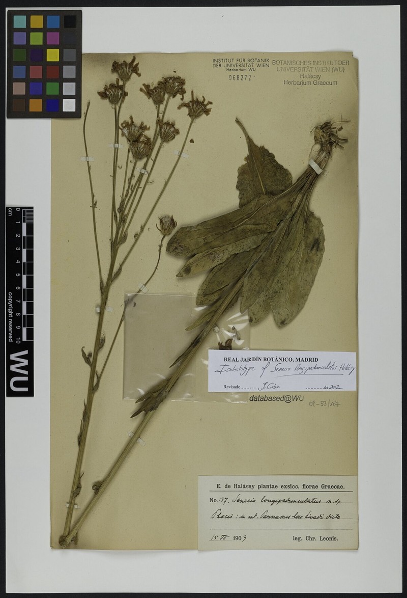 Senecio macedonicus subsp. macedonicus