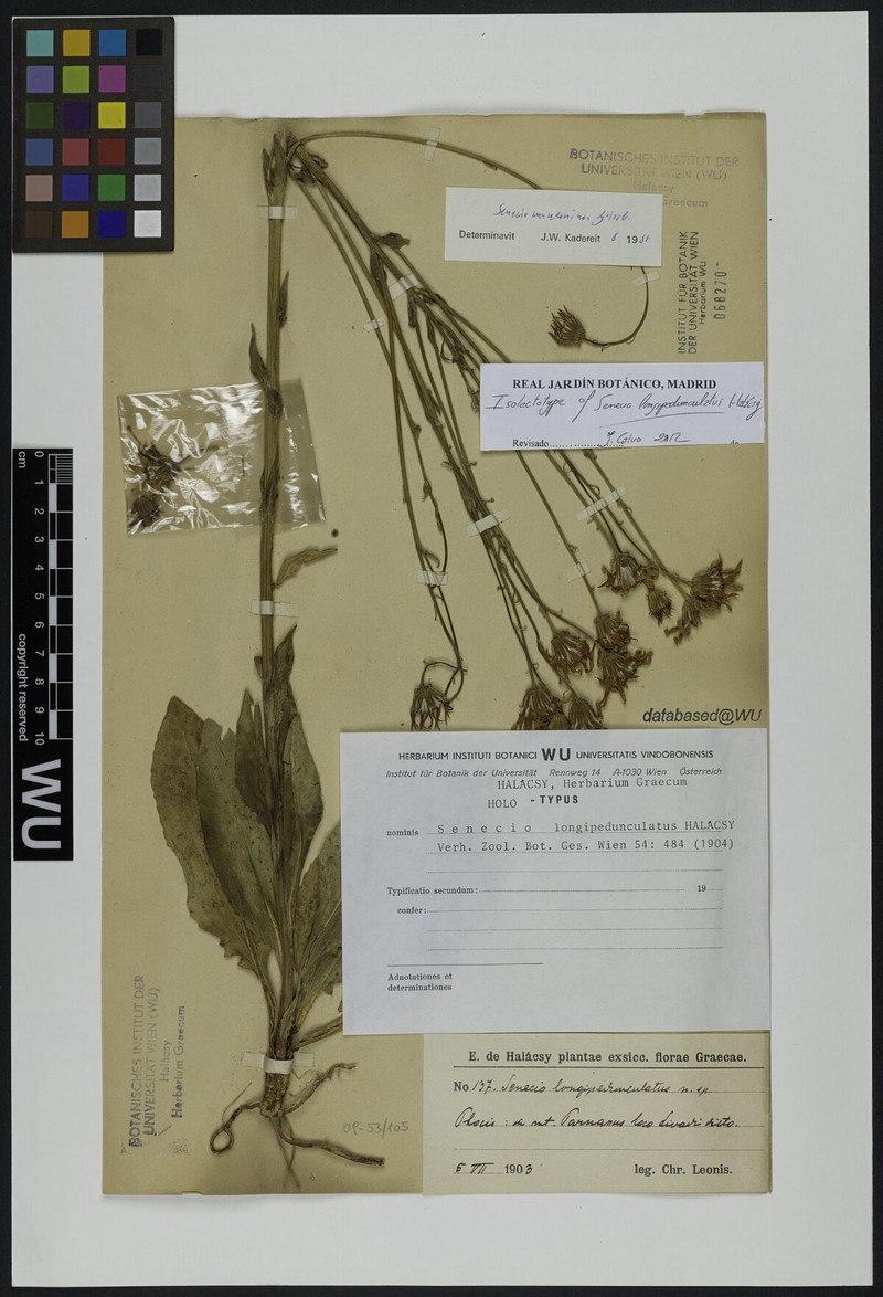 Senecio macedonicus subsp. macedonicus photo 2