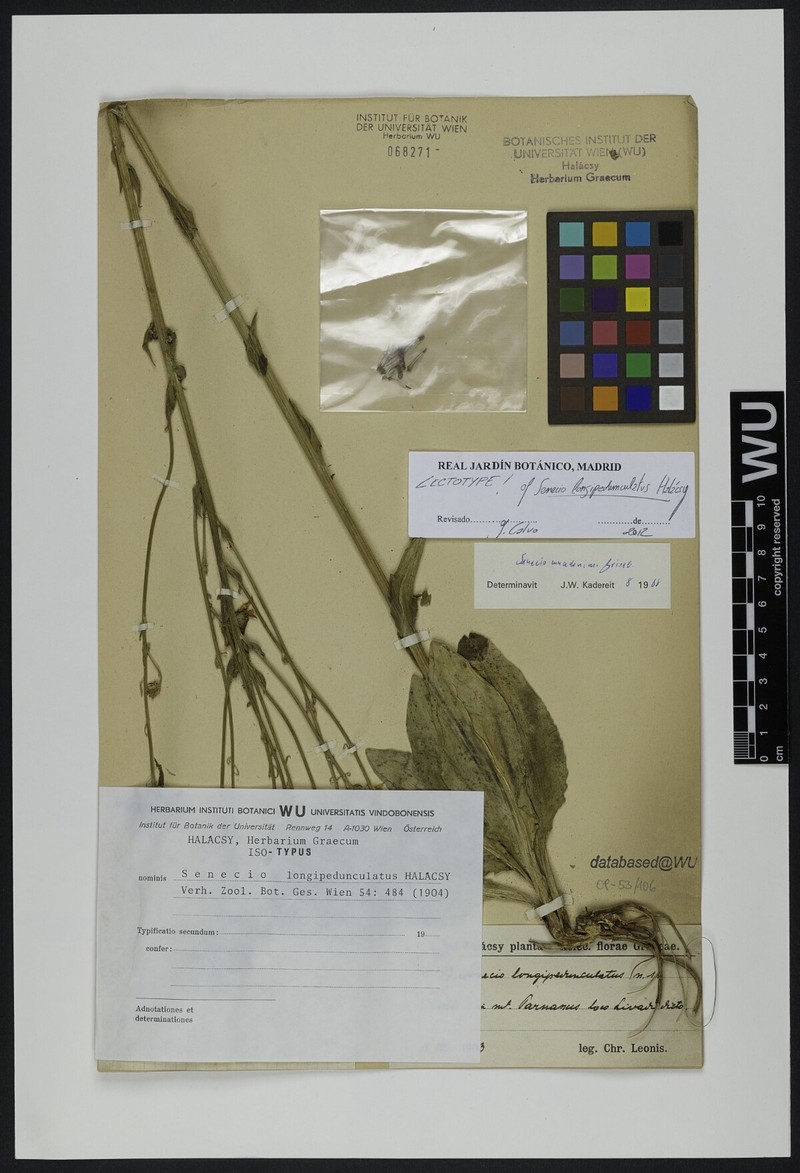 Senecio macedonicus subsp. macedonicus photo 3