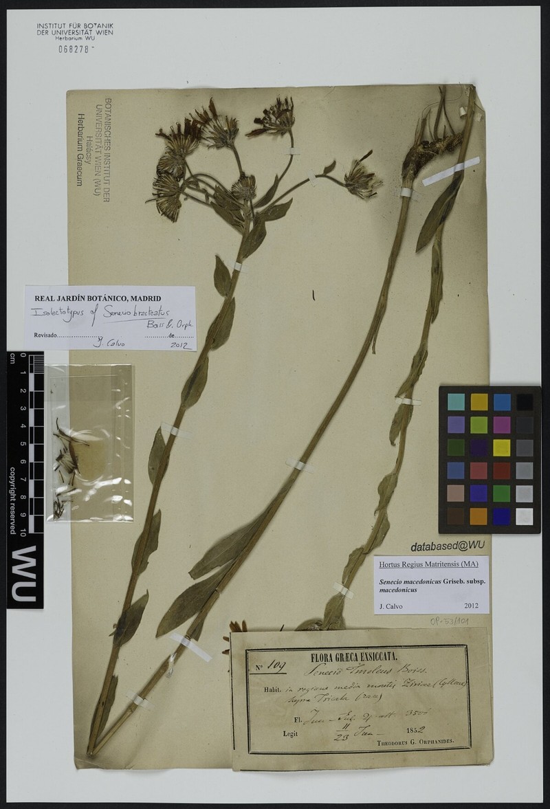 Senecio macedonicus subsp. macedonicus photo 4