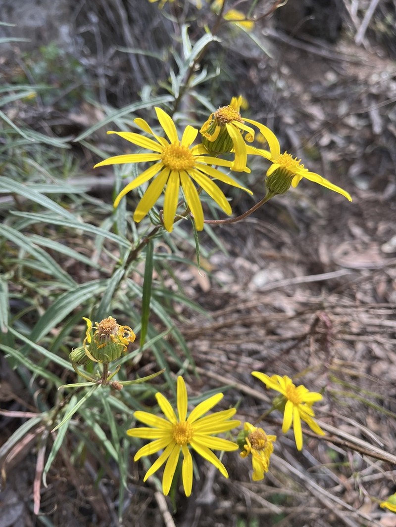 Senecio macranthus