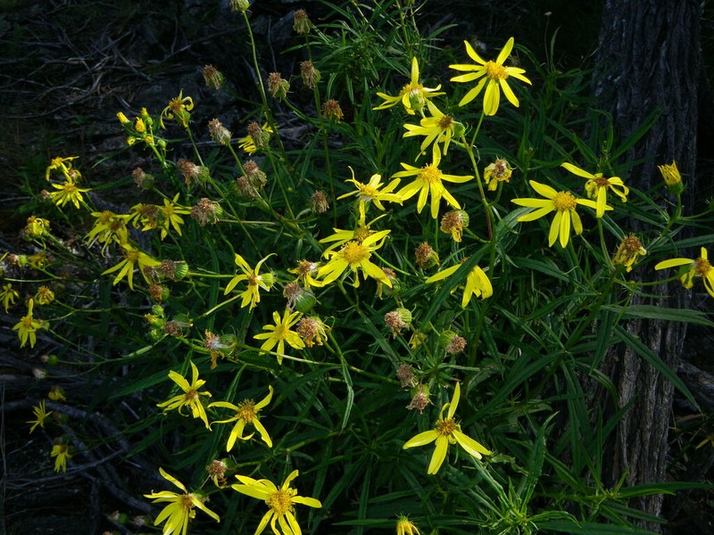 Senecio macranthus photo 2