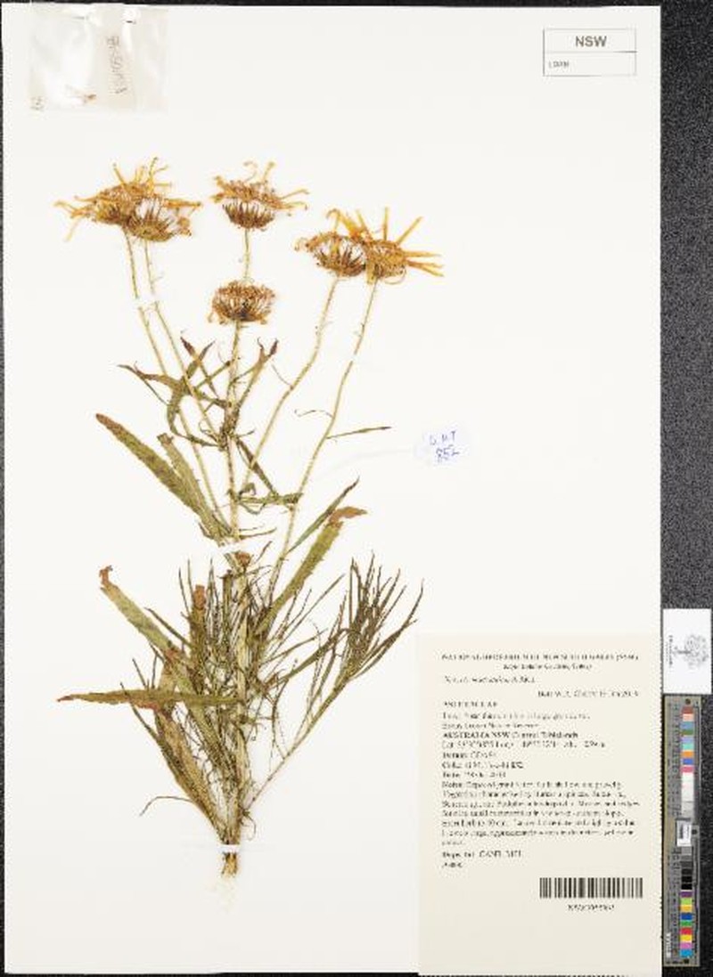 Senecio macranthus photo 4