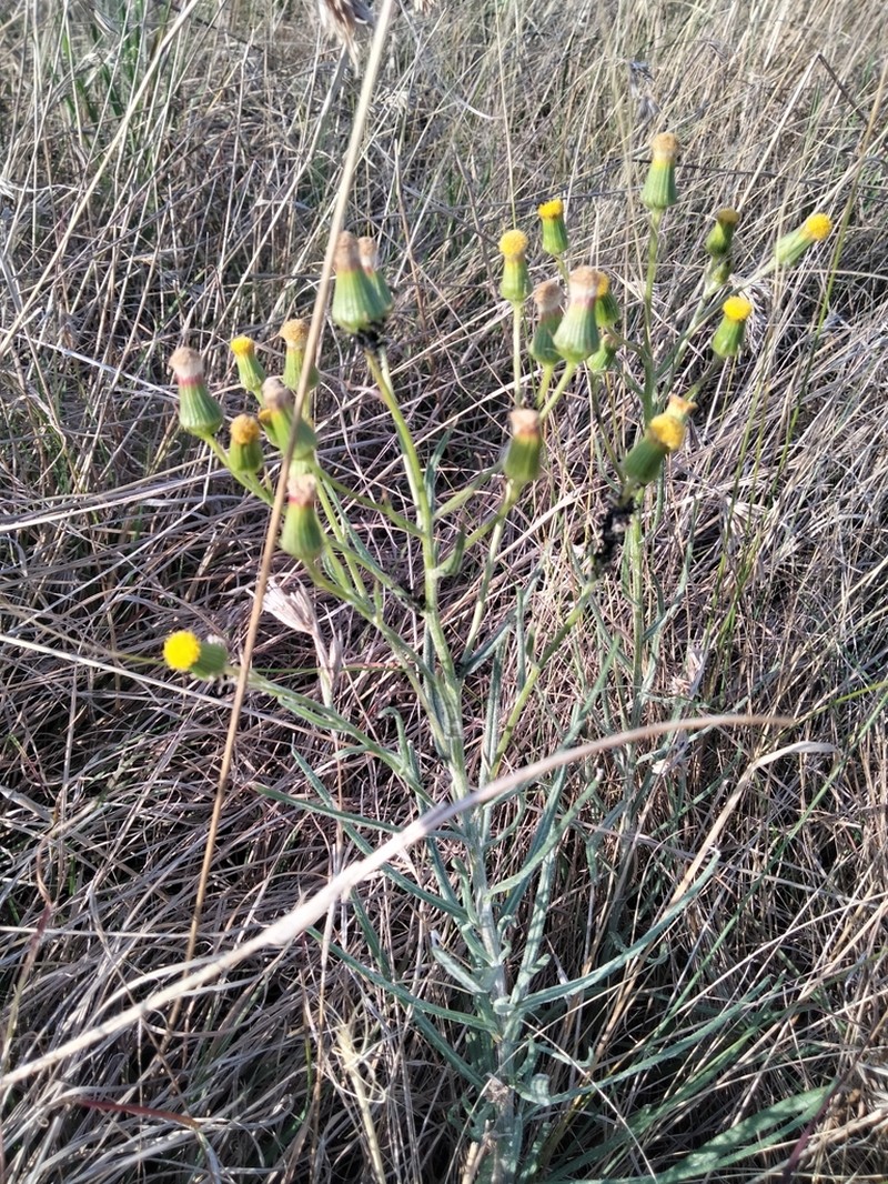 Senecio macrocarpus
