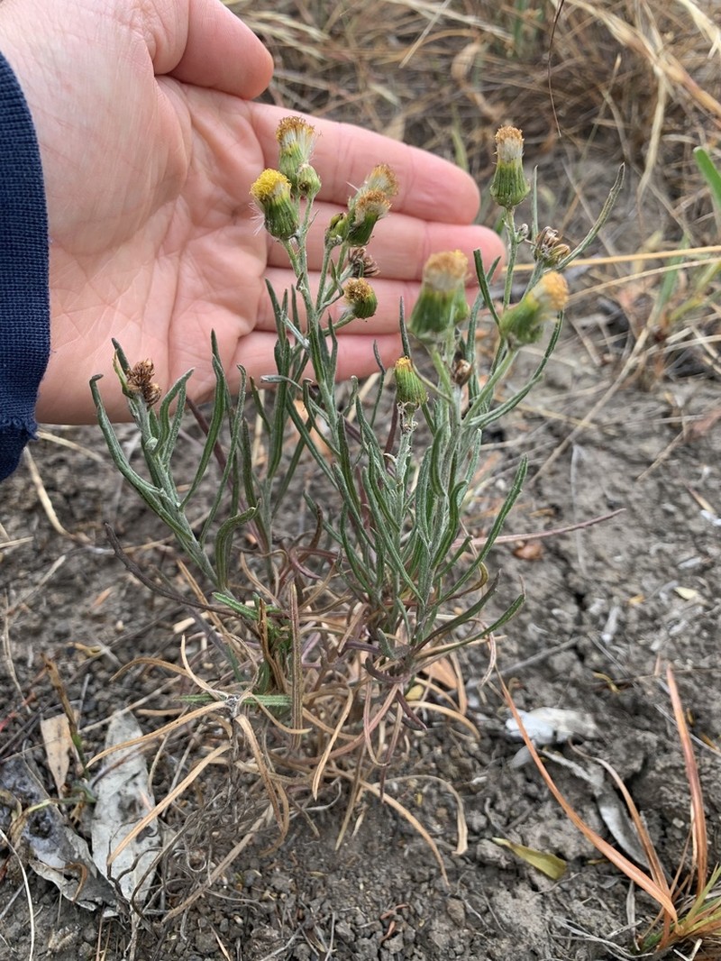 Senecio macrocarpus photo 2