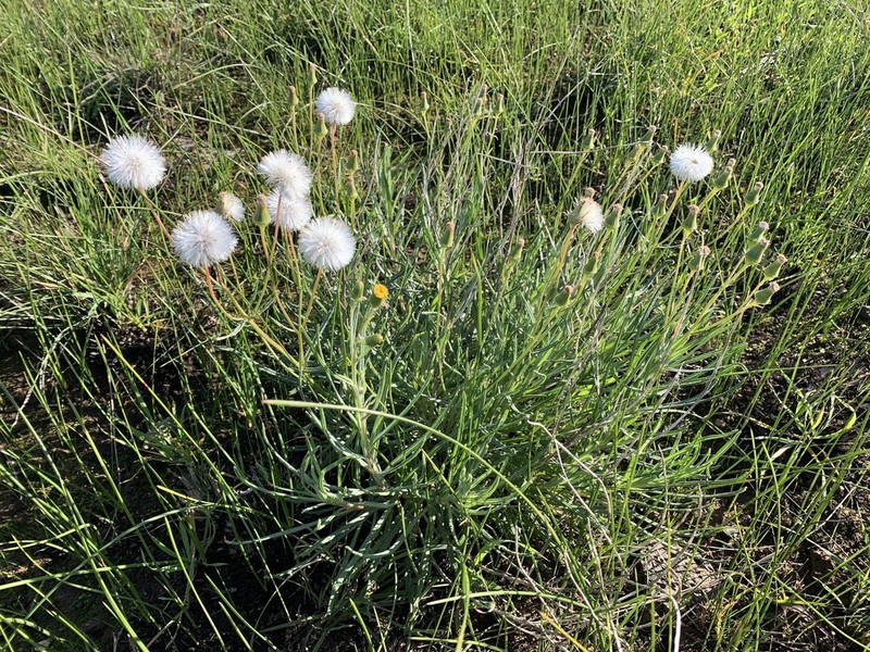 Senecio macrocarpus photo 3