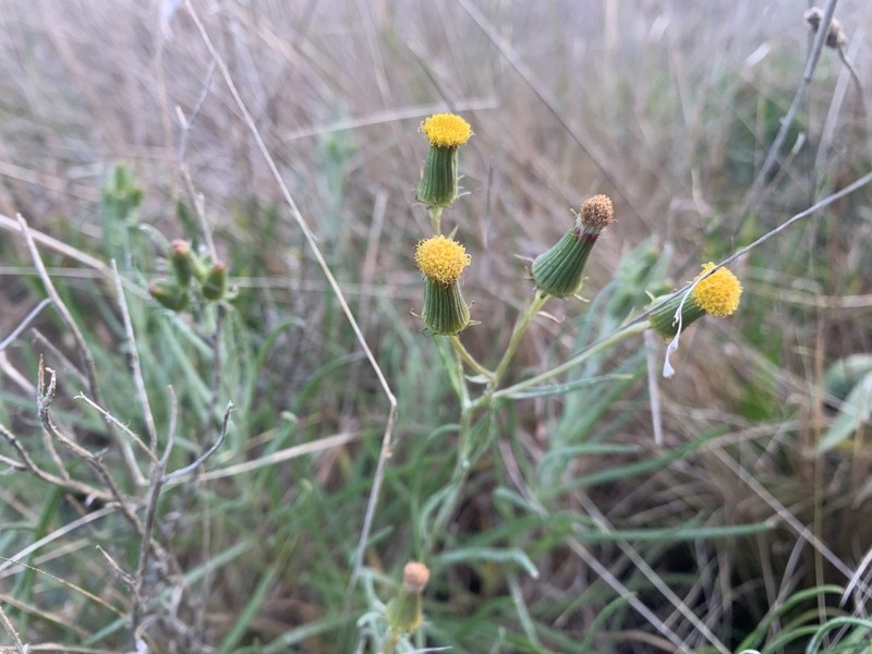 Senecio macrocarpus photo 4