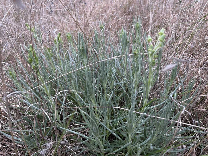 Senecio macrocarpus photo 5