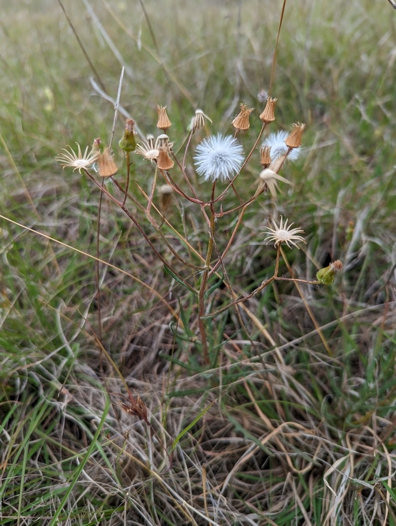 Senecio macrocarpus photo 6